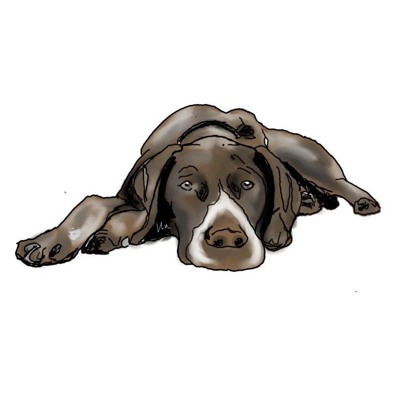 Pointer German Shorthair