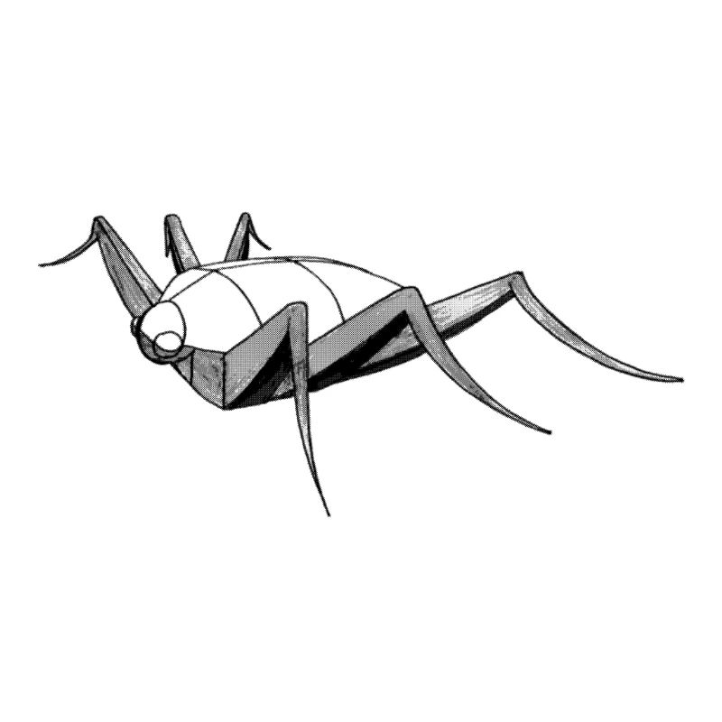 Insect bug bug drawing sketch construction
