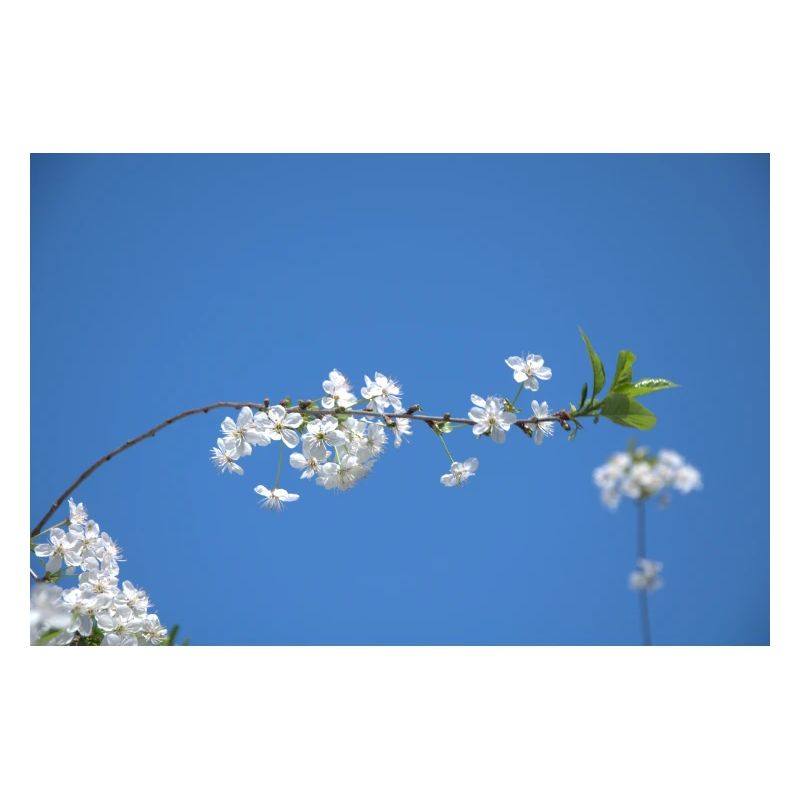 Cherry blossoms