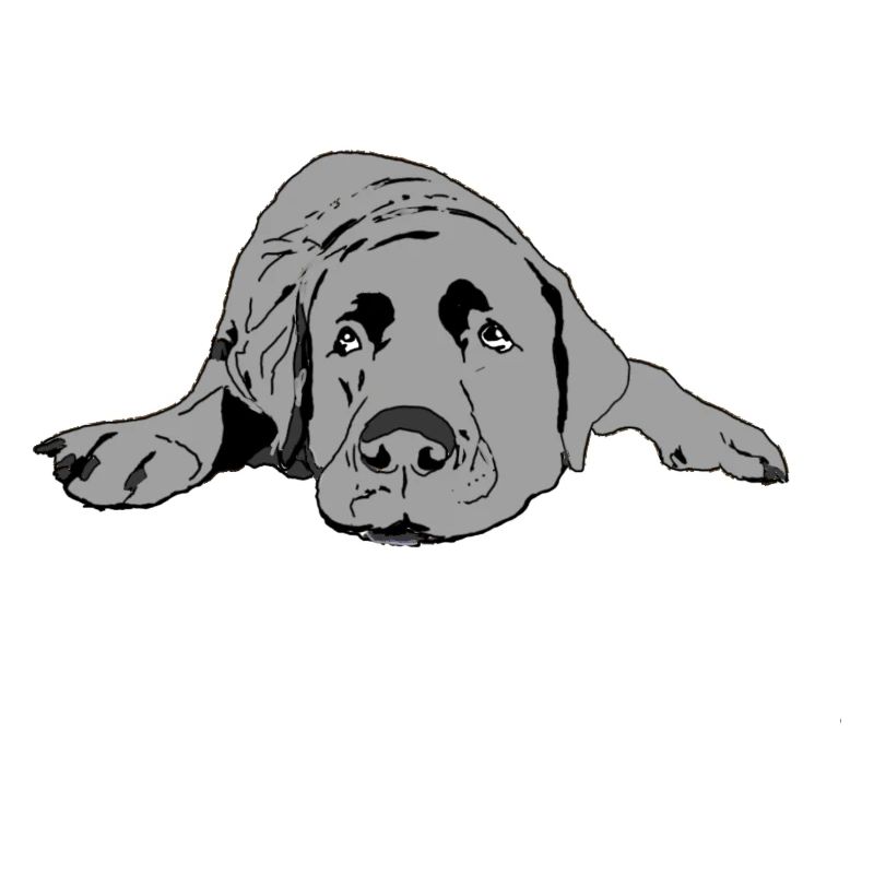 Labrador