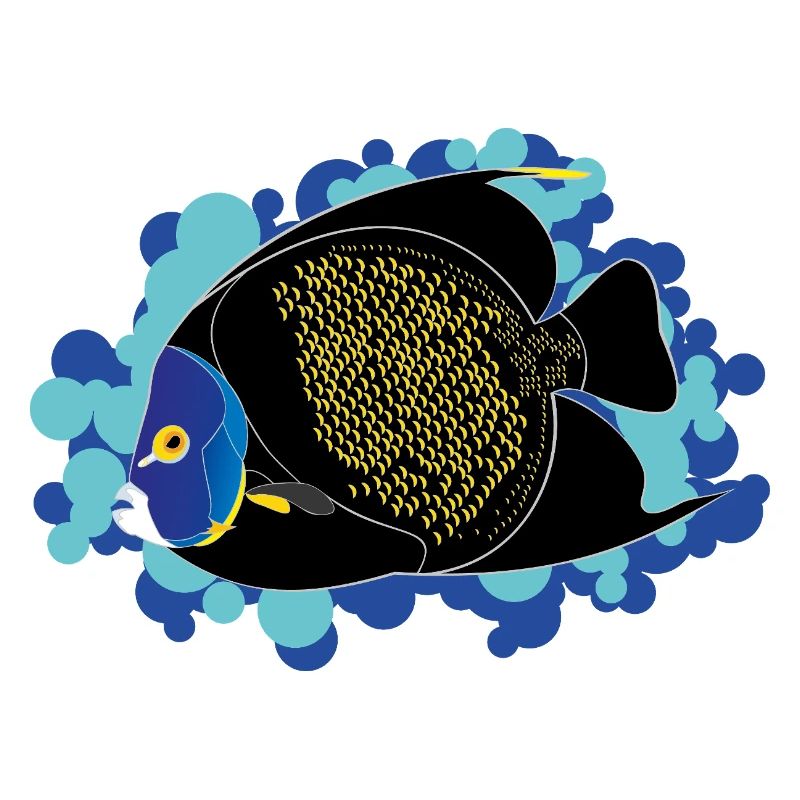 Kaiserfisch – Pomacanthus paru