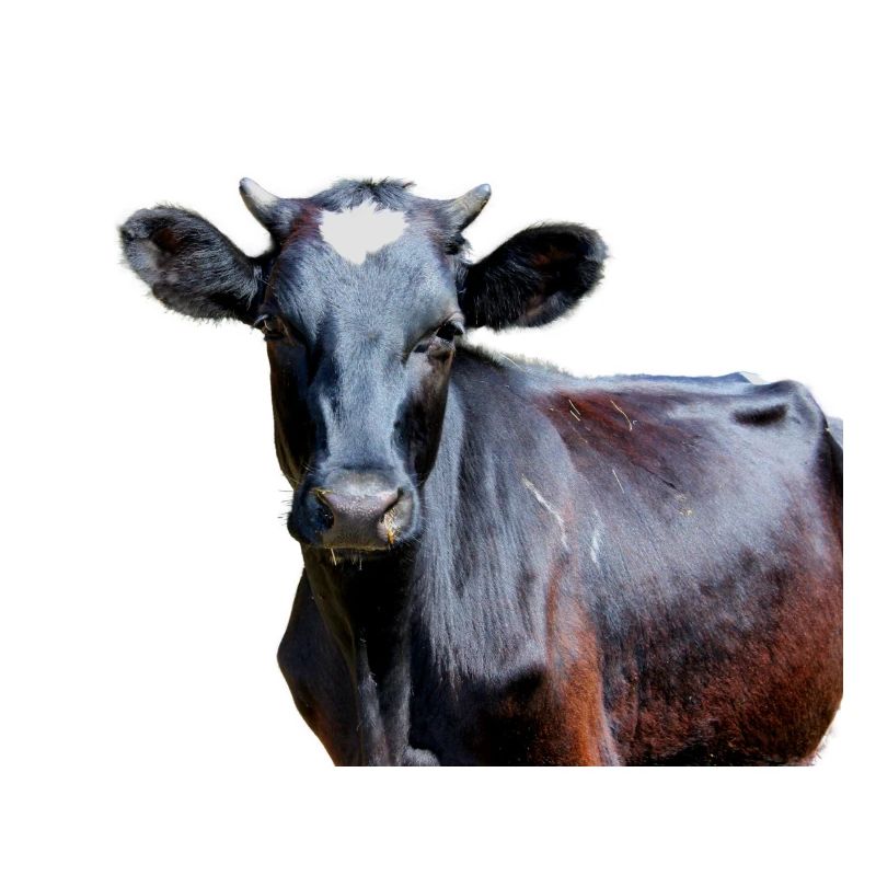 Vache