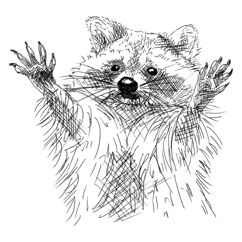 Waschbär