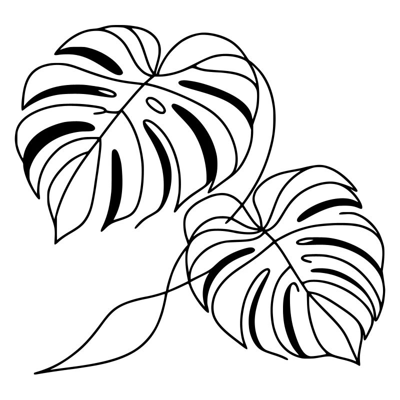 Monstera