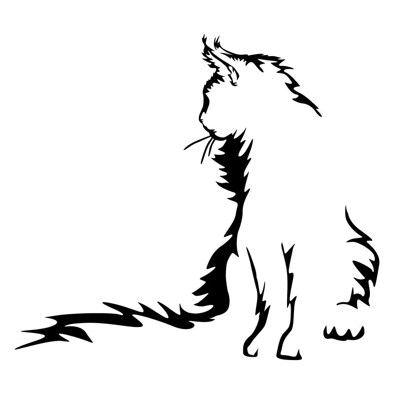 Maine Coon Cat