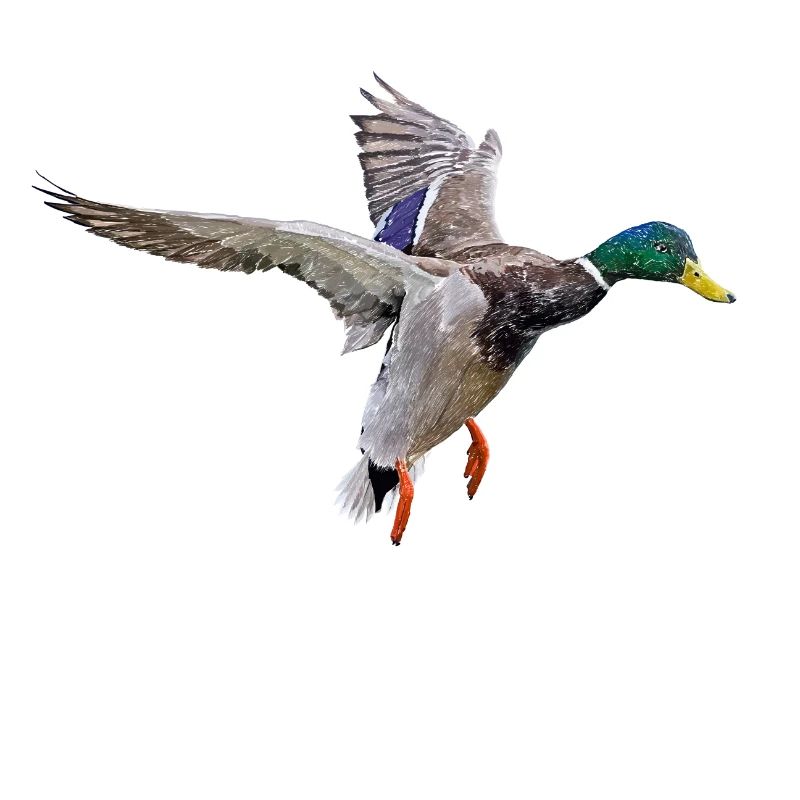 Duck