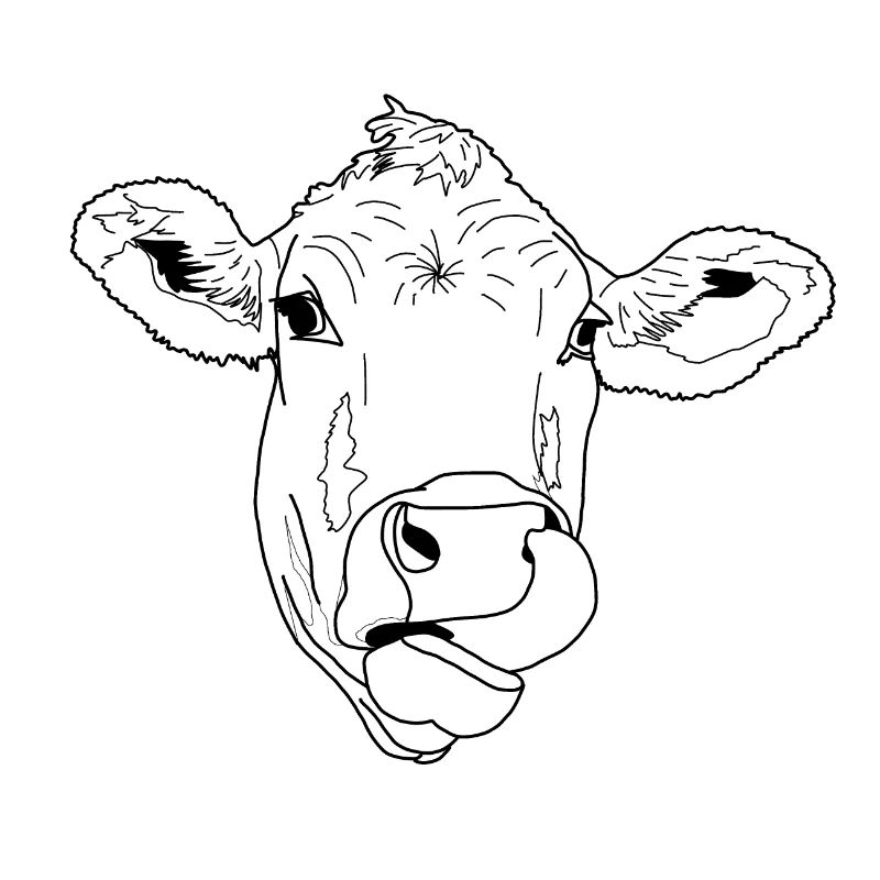 Vache léchant