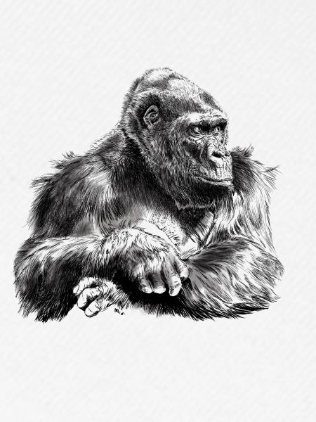 gorilla