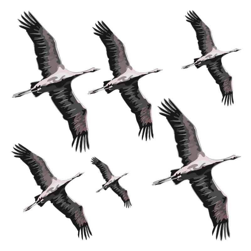 Bird migration cranes