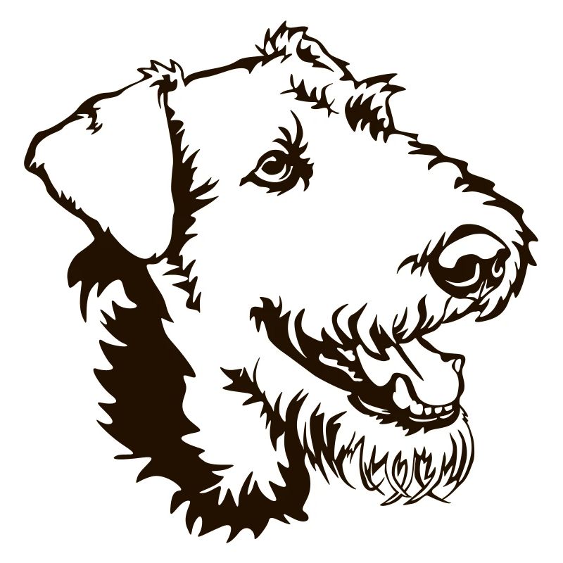 Airedale Terrier Kopf