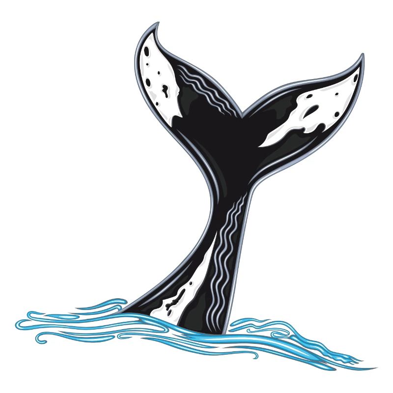 Whale Fin Whale Fin