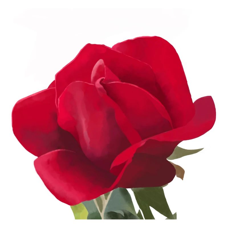 Rose rouge - Aquarelle
