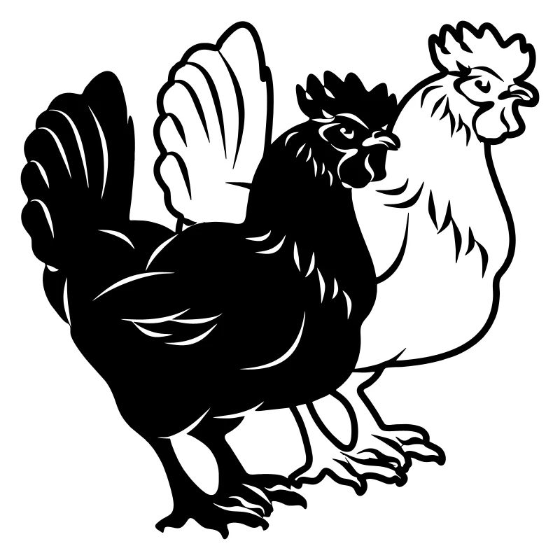 Poulets noir et blanc