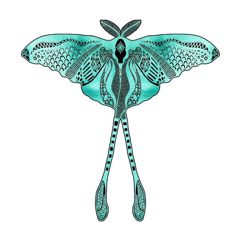 Papillon de lune chinois - Luna Moon Moth