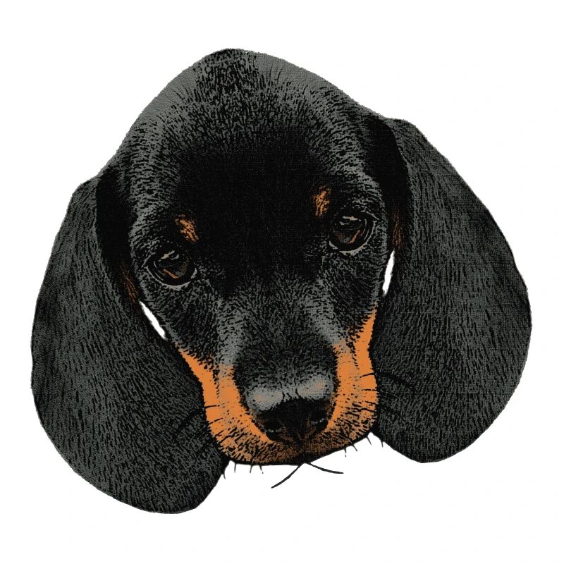 Hunde mädchen, Dackel welpe Kopf