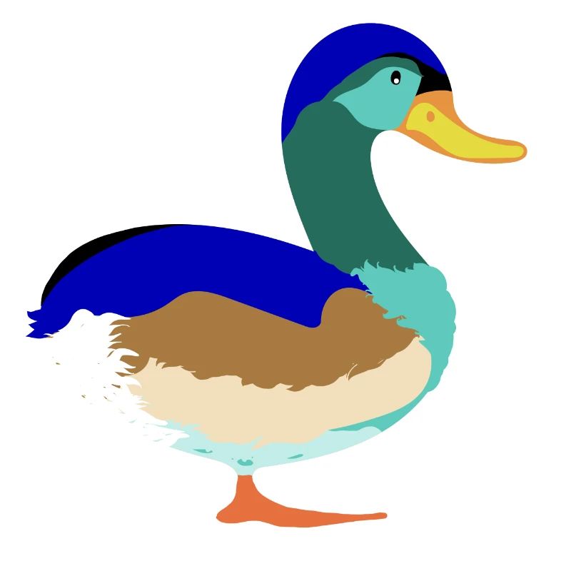 Joli Canard colvert coloré