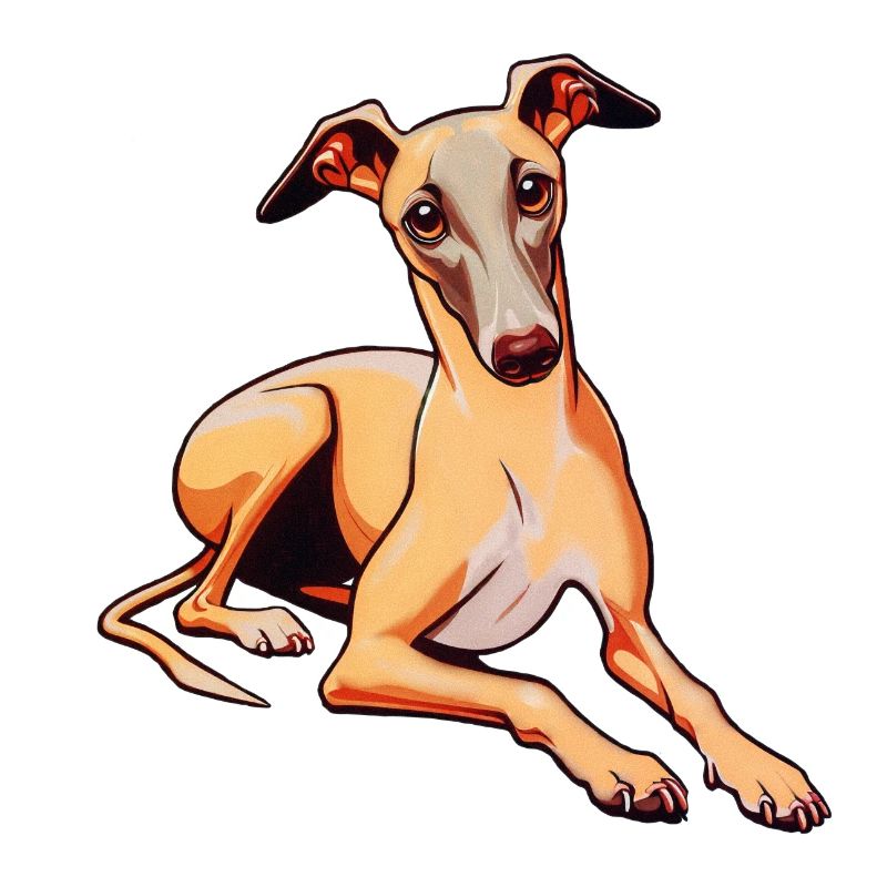 Whippet