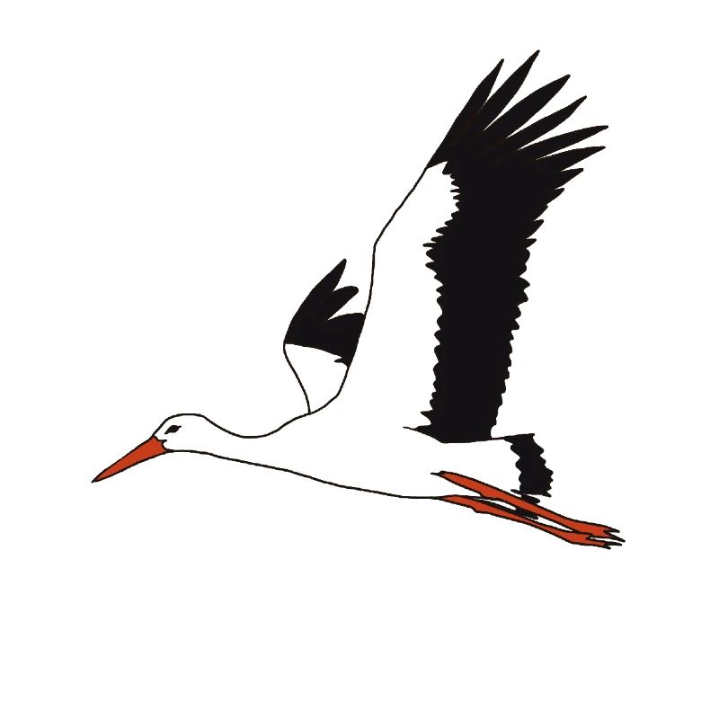 fliegender Storch