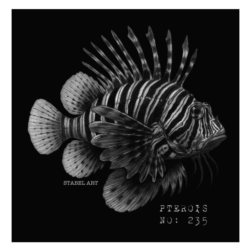 Feuerfisch - Pterois