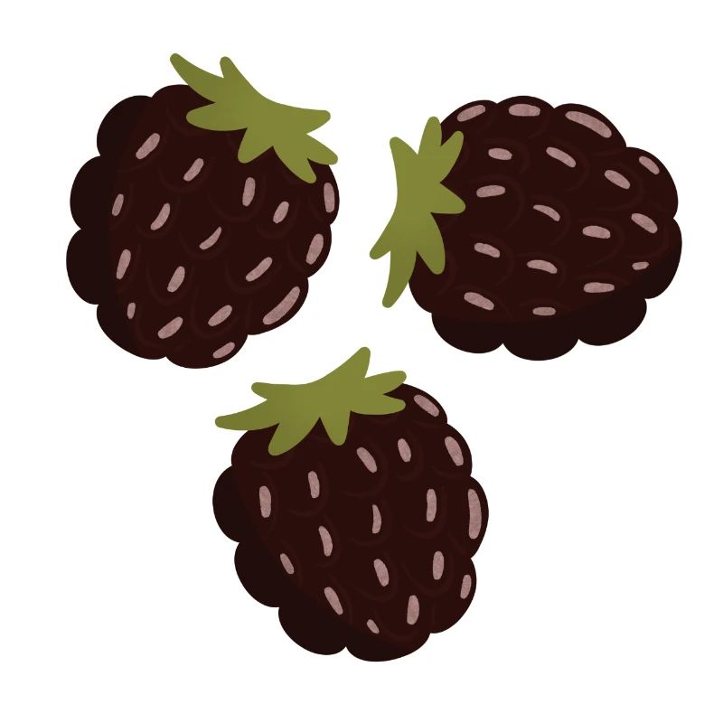 Berry Delight Illustratives Design