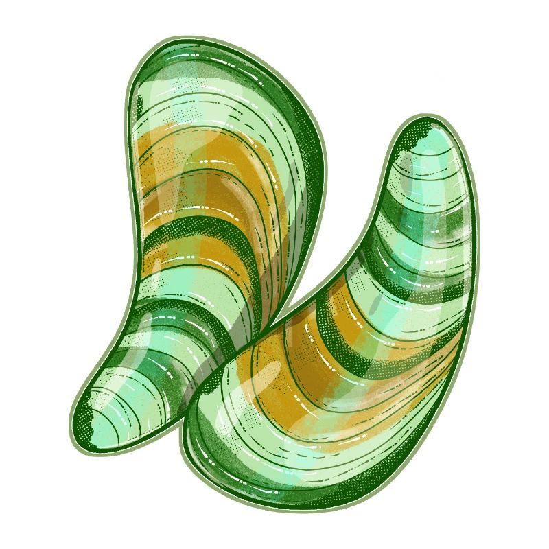 Illustration de moules à lèvres vertes