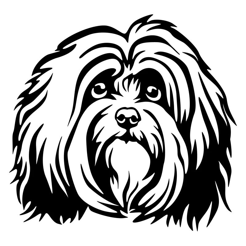 Havanese Head