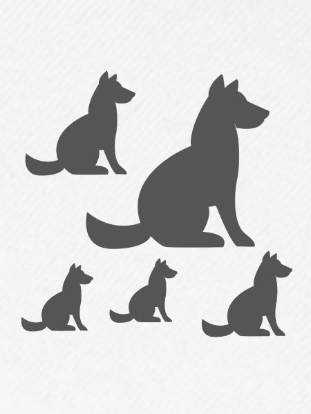 canine