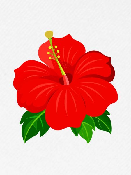 Hibiskusblüte