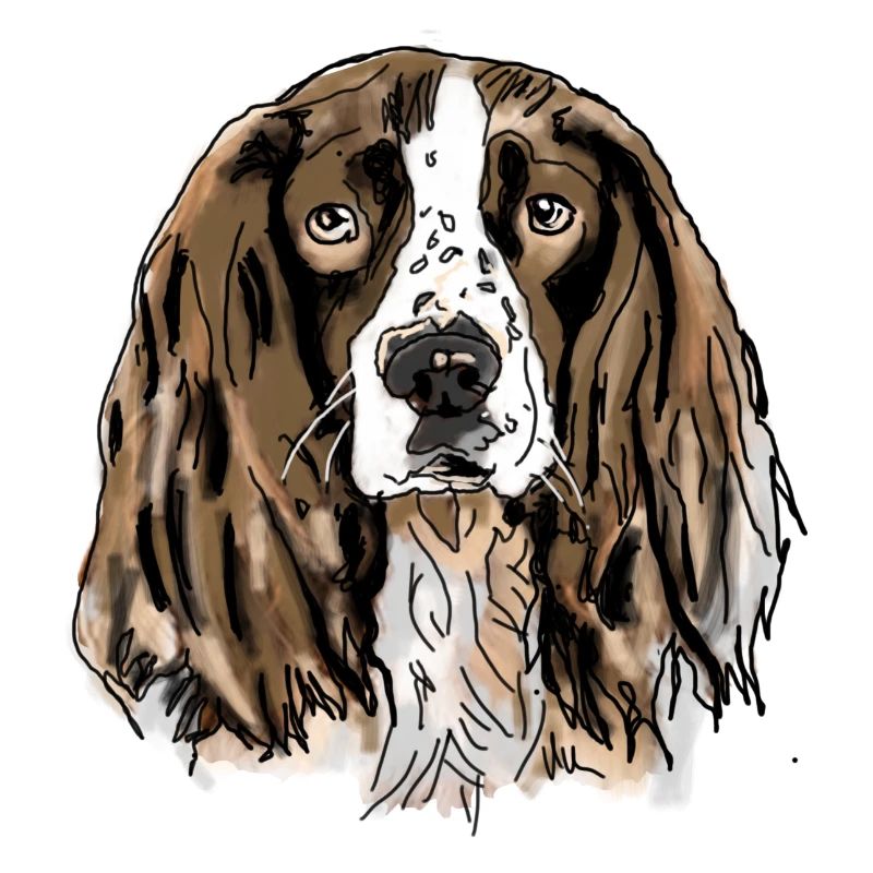 Spaniel