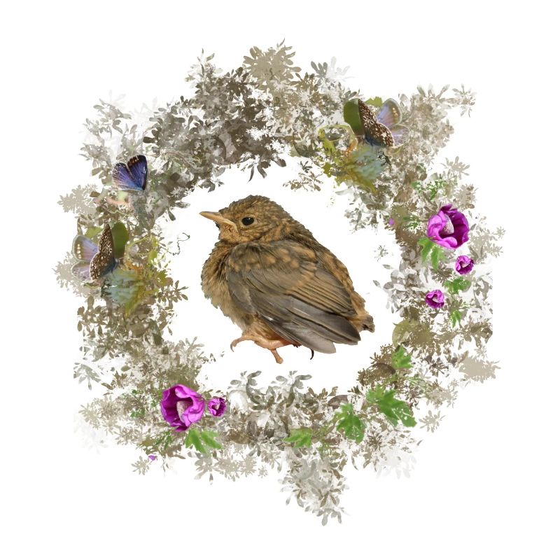 Rotkehlchen mit zarten Blüten und Bläulingen