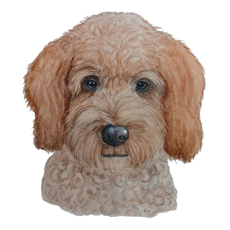 Labradoodle