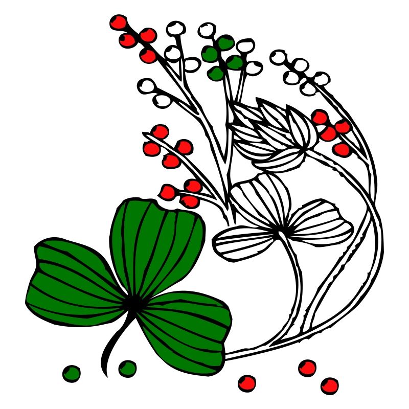 Fleurs sauvages aux baies rouges et vertes