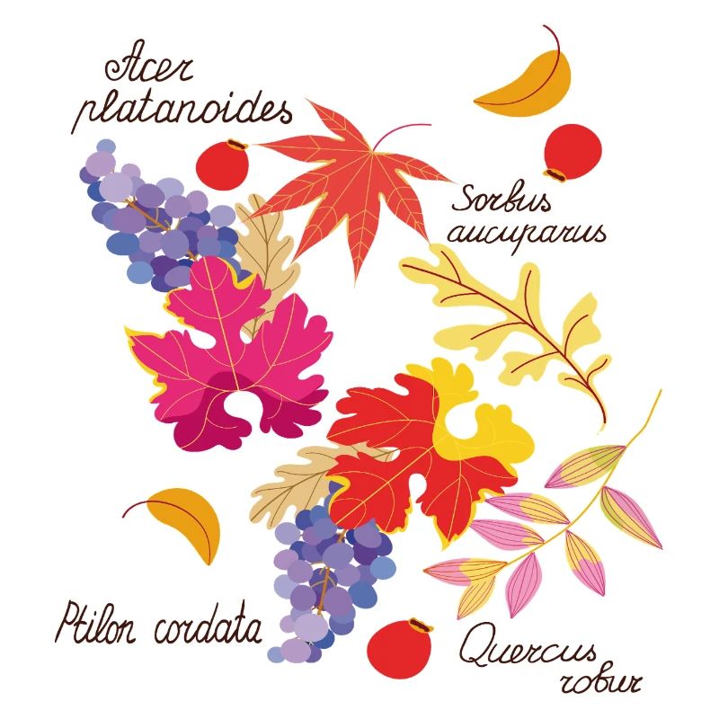 Herbstlaub und Trauben