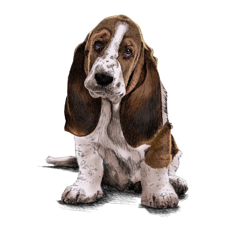 Basset-Hound