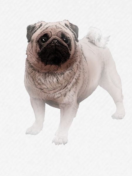 Pug