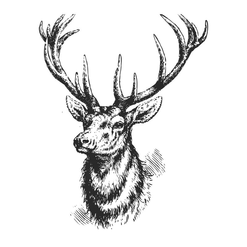 Hirsch