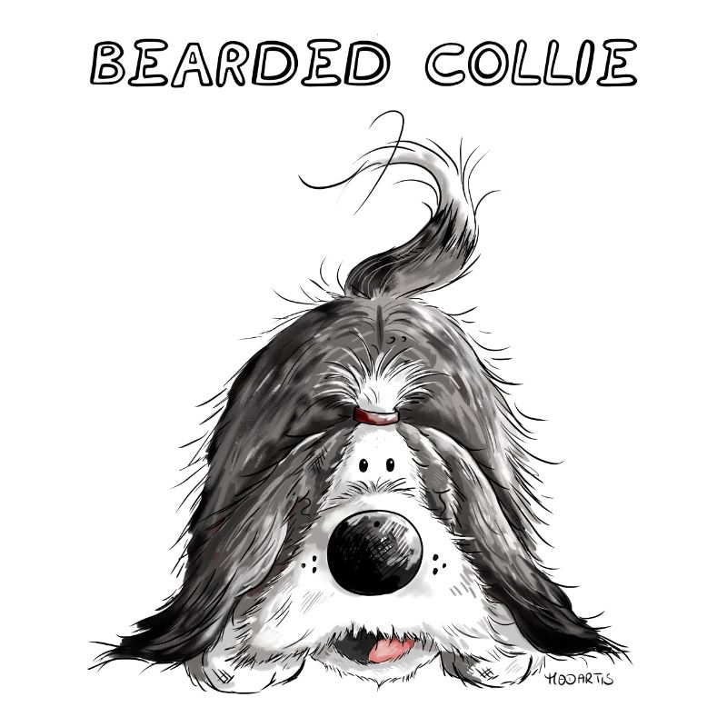 Playing Bearded Collie