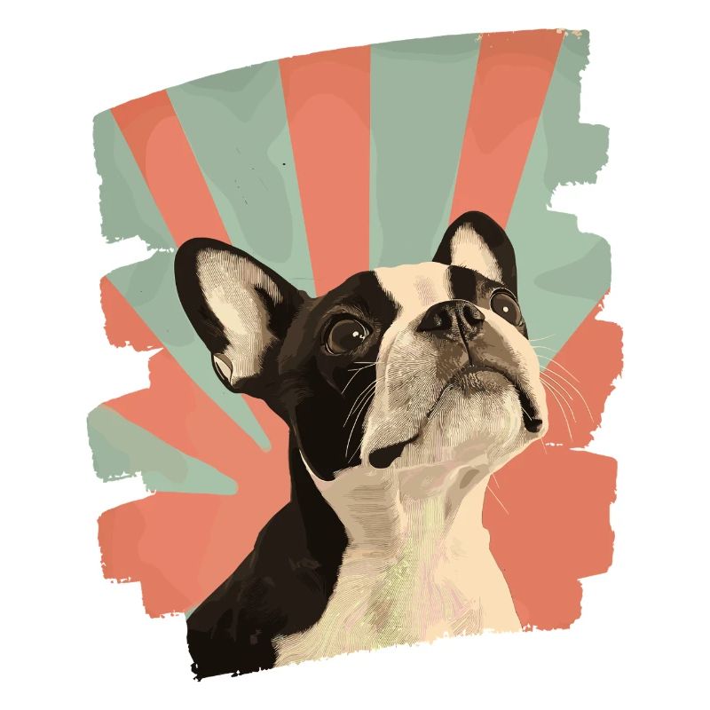 Boston Terrier