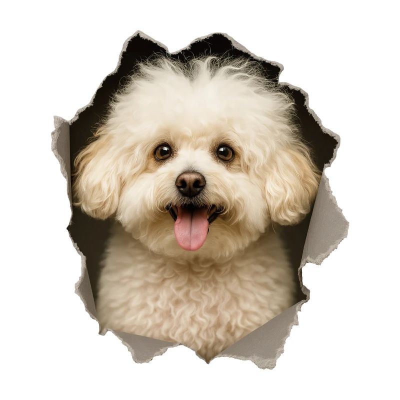 Bolognese Hund