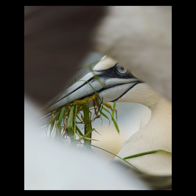 A Gannet framed but other Gannets