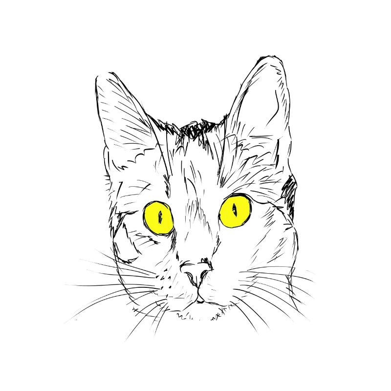 Chat, gueule de bois, amant de chat, tête de chat, oeil de chat