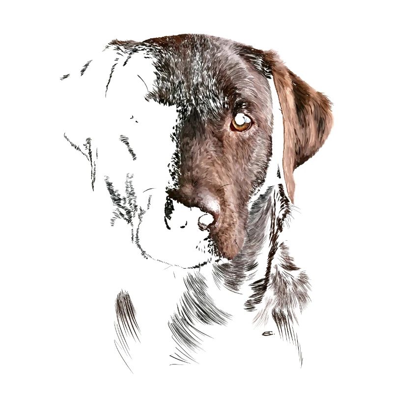 Labrador