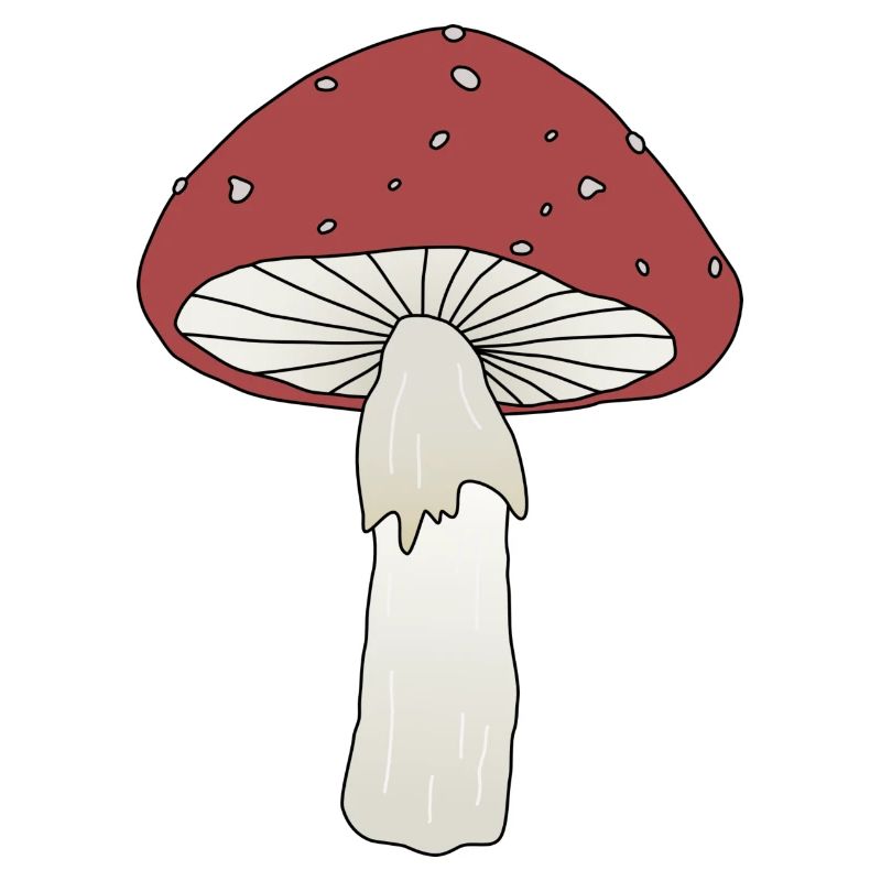 Fliegenpilz