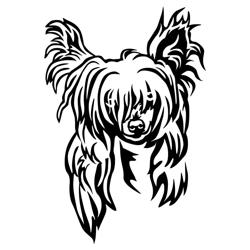 Chinese Crested Kopf