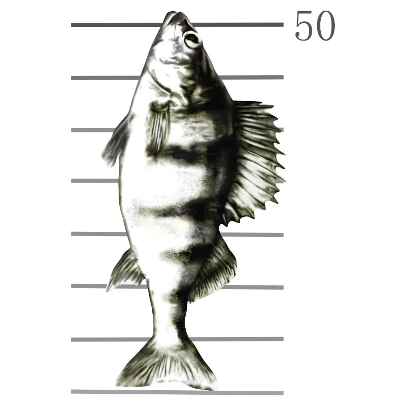 Pêche à la perche