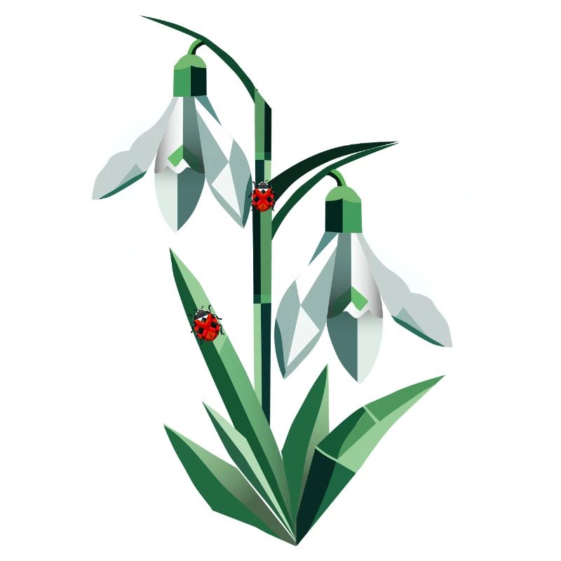 Deux perce-neige avec des coccinelles