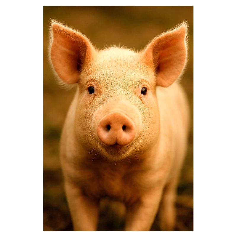 Tier, Schwein