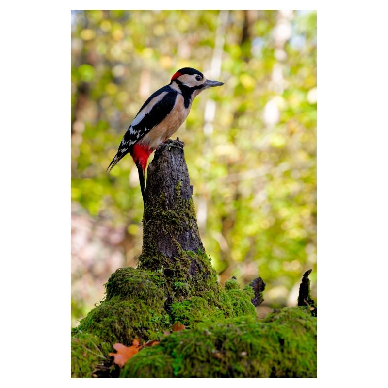 Forêt de pics à crête pourpre