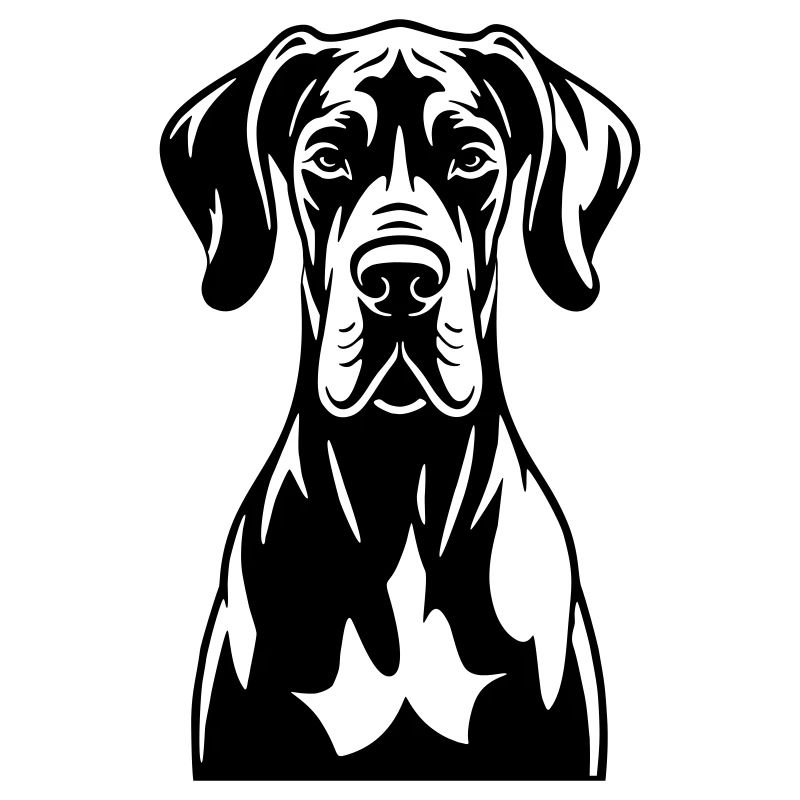Dogue allemand frontal