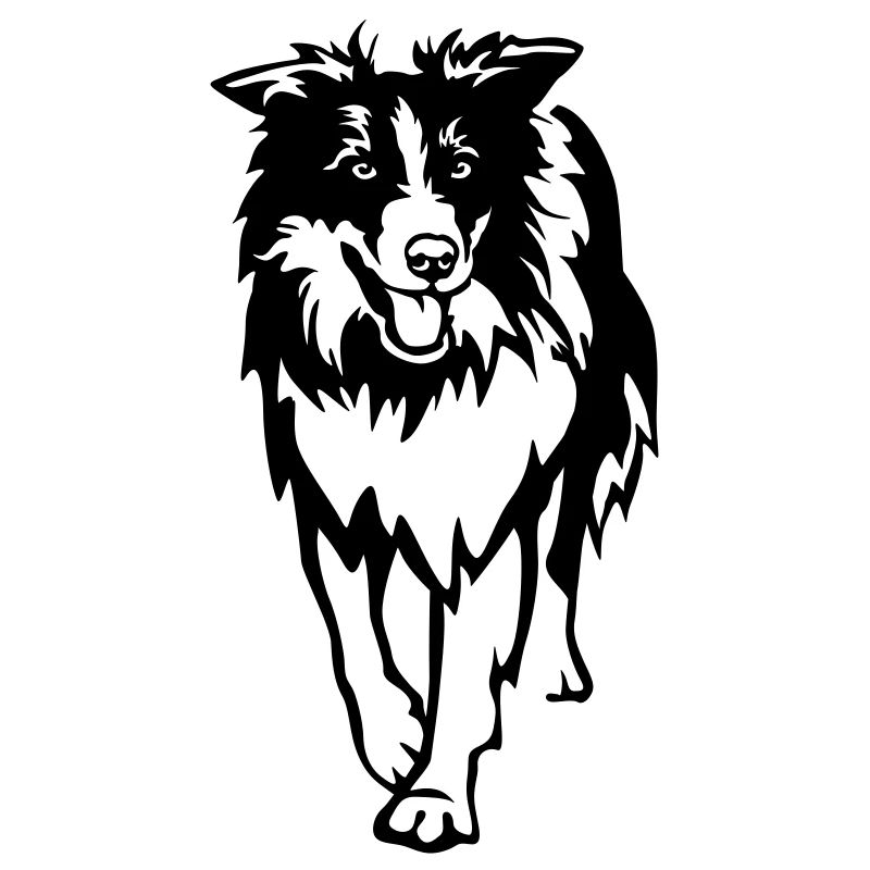 Border Collie